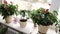 Flowers in pots in Luxury Apartment Interior.