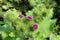 Flowers of prickles of a burdock