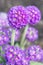Flowers Primula denticulate