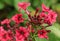 The flowers of a Primula Japonica plant growing in a garden in the UK.