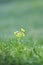 Flowers of Primula officinalis are growing on a green meadow in the drops