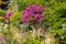 Flowers on the promenade Clair de lune in Dinard