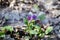 Flowers Pulmonaria, herbaceous plant