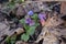 Flowers Pulmonaria, herbaceous plant