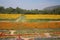 flowers and pumpkins at Jim Thomson farm