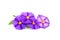 Flowers purple