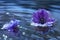 Flowers of a purple anemones on a water surface