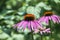 Flowers of purple coneflower