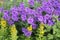 Flowers of purple cranesbill Geranium magnificum plant in garden