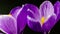 Flowers, purple crocuses bloom