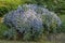 Flowers: The purple flowers of a Ceanothus, American Lilacs,  shrub. 8