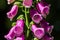 Flowers of purple foxglove or lady`s glove from Holland
