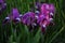 Flowers of purple garden irises closeup