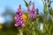 Flowers of purple loosestrife, Lythrum salicaria, spiked loosestrife, purple lythrum,