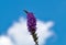 Flowers of purple loosestrife, Lythrum salicaria, spiked loosestrife, purple lythrum,