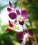 Flowers purple orchid blooming,Dendrobium
