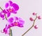 The flowers of purple phalaenopsis known as orchid butterflies in flight.