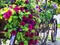 Flowers purple and pink petunias in a carriage.