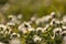 Flowers with purple tips of Bellis perennis, or daisy, Spain