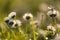 Flowers with purple tips of Bellis perennis, or daisy, Spain