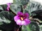 flowers of purple violet saintpaulia close-up in sunlight