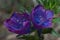 Flowers of purple viper`s bugloss.
