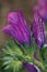 Flowers of purple viper`s bugloss.