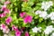 Flowers with rain drops in garden, soft focus. West indian periwinkle, Catharanthus roseus, Vinca flower, Bringht Eye