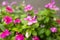 Flowers with rain drops in garden, soft focus. West indian periwinkle, Catharanthus roseus, Vinca flower, Bringht Eye