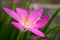 Flowers:Rain Lily, Zephyranthes Lily.