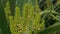 Flowers and raindrops dazzling after the rain, Dracaena loureiri gagnep flowers with water drop