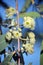 Flowers of the rare Yellow Top Mallee Ash, Eucalyptus luehmanniana