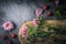 Flowers , raspberries and mint on the dark stone table top view