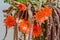 Flowers of Rats Tail cactus