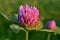 Flowers of red clover.