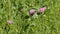 Flowers of red clover Trifolium pratense plant in green meadow