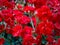 Flowers red Kalanchoe blossfeldiana PÃ¶llnitz