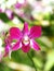 Flowers red orchid blooming,Dendrobium