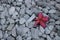 flowers on a red pebble gray.