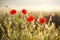 Flowers red poppies blooming in field in rays of dawn