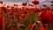Flowers Red poppies blossom on wild field. Anzac Day memorial poppies. Field of red poppy flowers to honour fallen