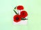 Flowers red poppies and bud with leaves  corn poppy, corn rose, red weed  in postal envelopeon a green paper background