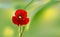 The flowers of red poppy closeup on blur background.