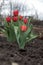 Flowers red tulip grows on the ground