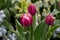Flowers red tulips flowering