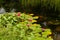 Flowers of a red water lily Nymphaea rubra on a pond on a sunny day