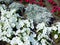 Flowers red and white pansies on a lawn blooming in summer