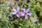 Flowers of Redstem filaree, Erodium cicutarium