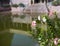 Flowers and reflection in temple water