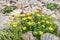 Flowers rhodiola rosea roseroot mountains